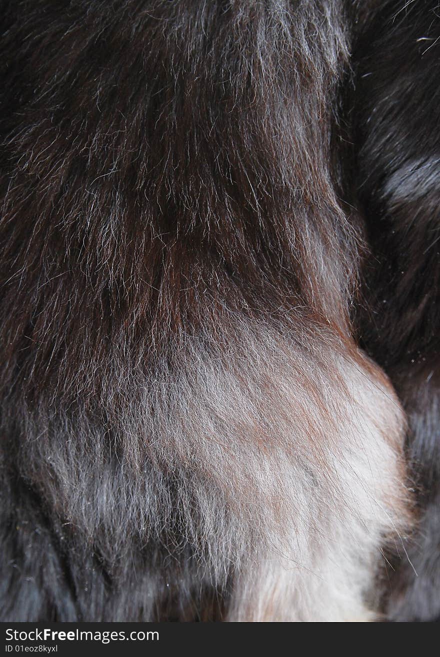 Differently colored cat fur in close-up