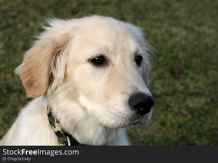 A close-up photo of puppy of golden retriever. A close-up photo of puppy of golden retriever