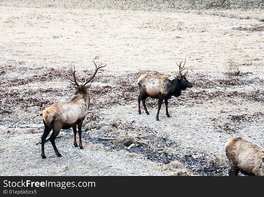 Bull elk