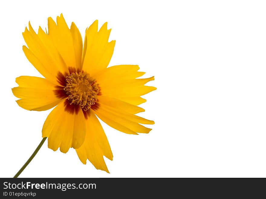 Closeup of yellow daisy isolated on white background with clipping path