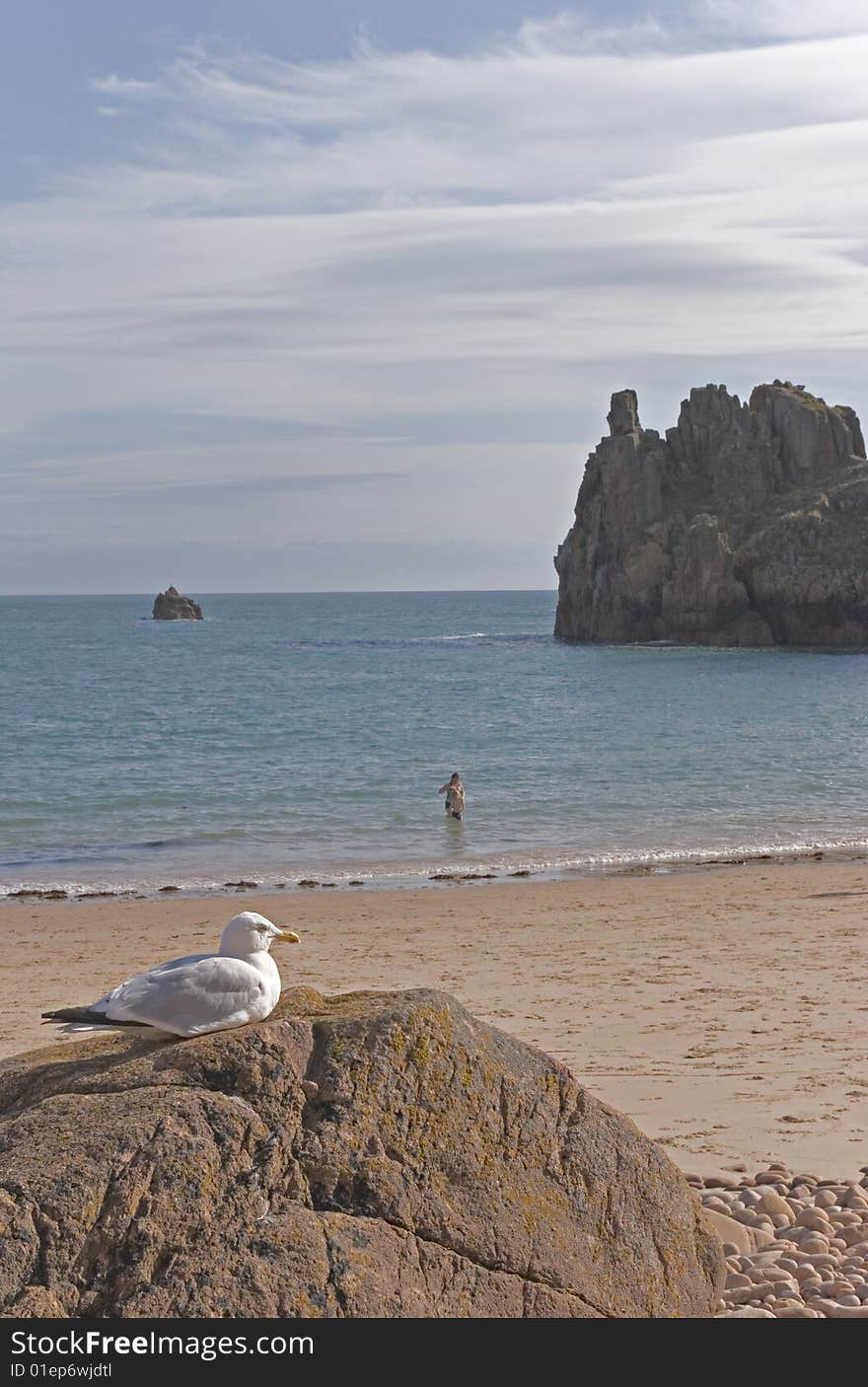 Coast scene with seagull