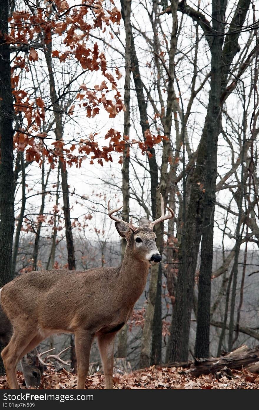 Whitetail bucks