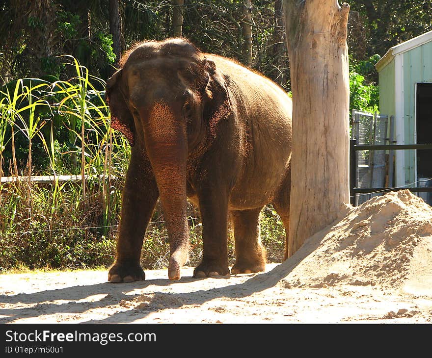 A large bull elephant in captivity in a park in Florida.