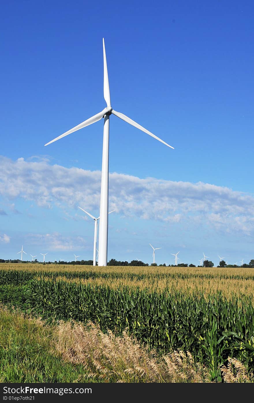 Wind turbines in corn field