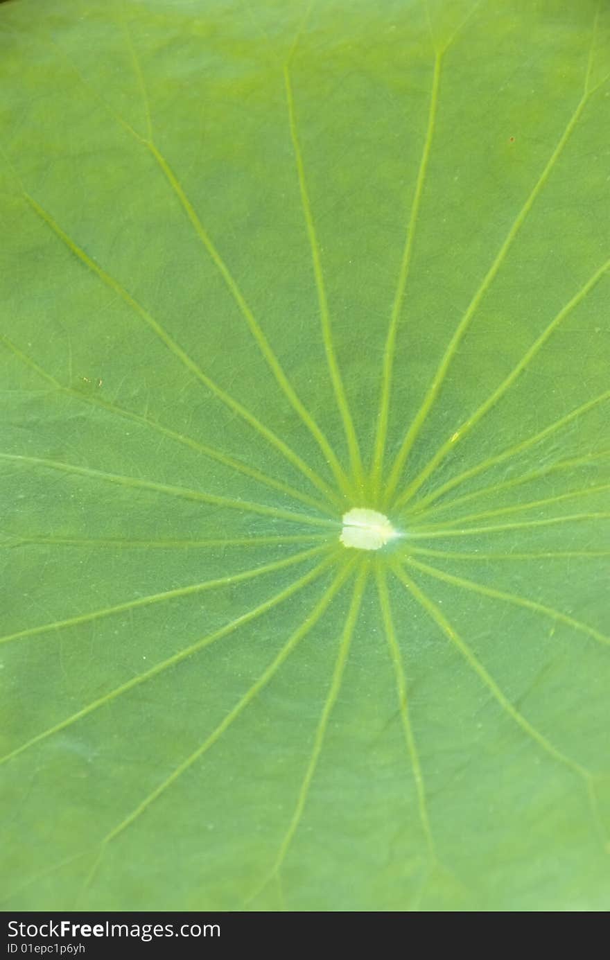 Lotus leaf close with small veins