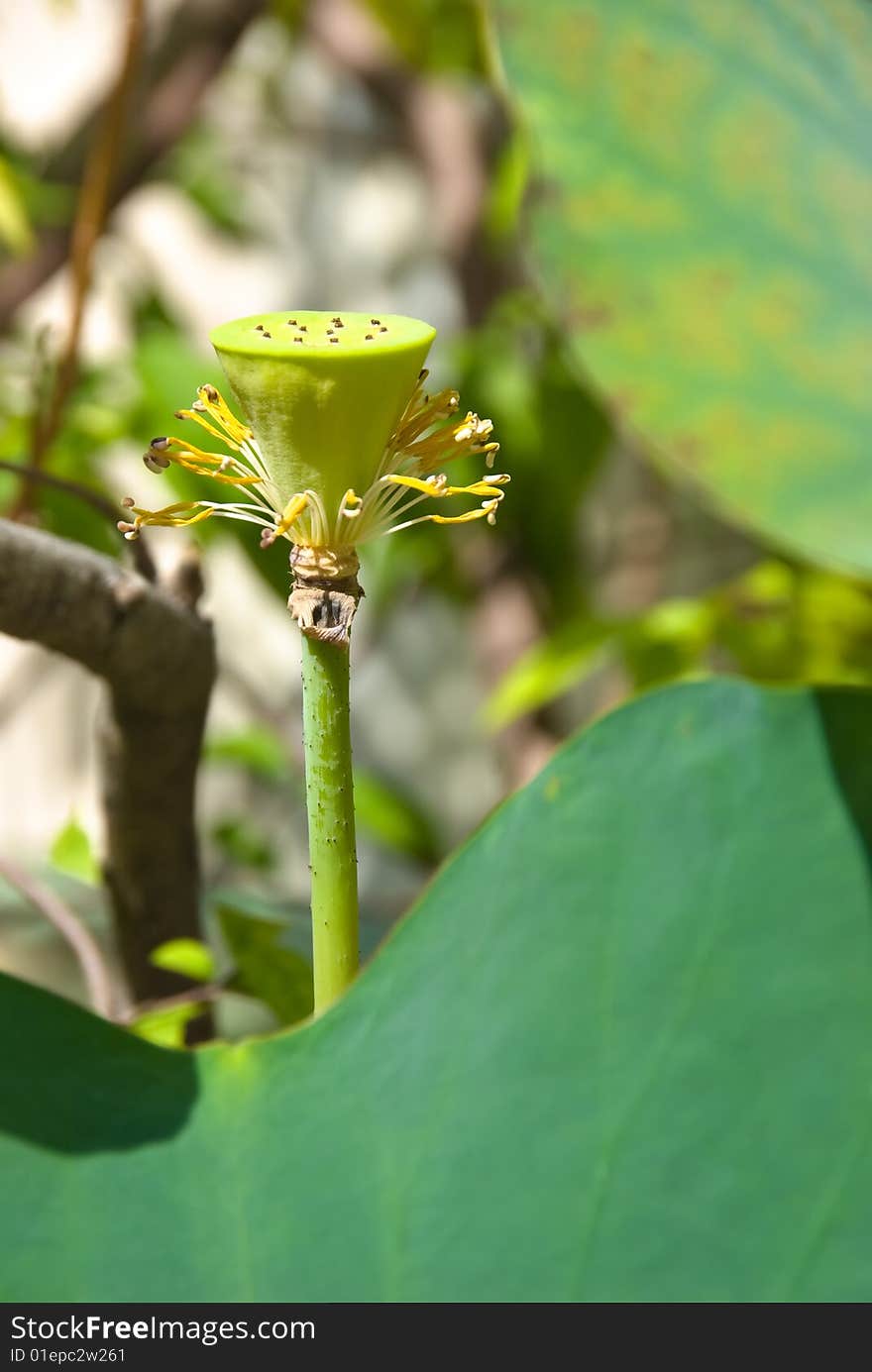 Lotus bud in bright sunlight