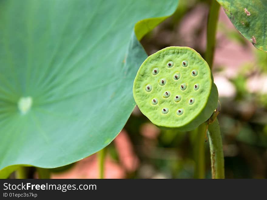 Lotus bud