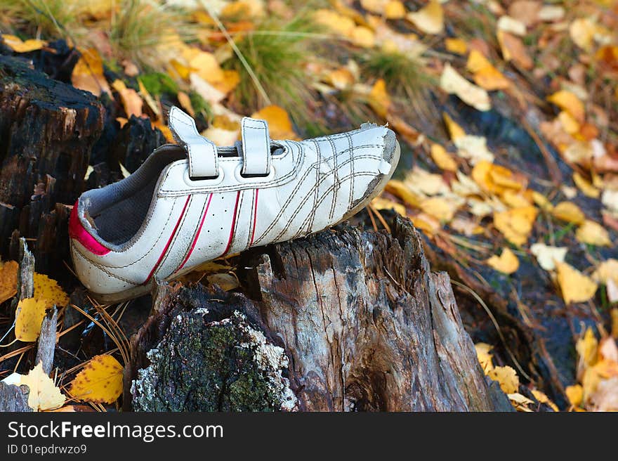 Shoe forgotten in the woods