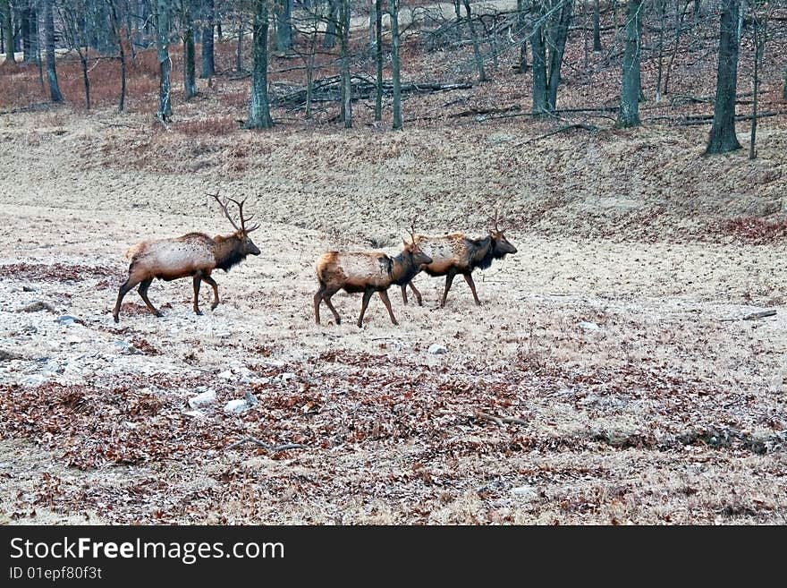 Bull elk