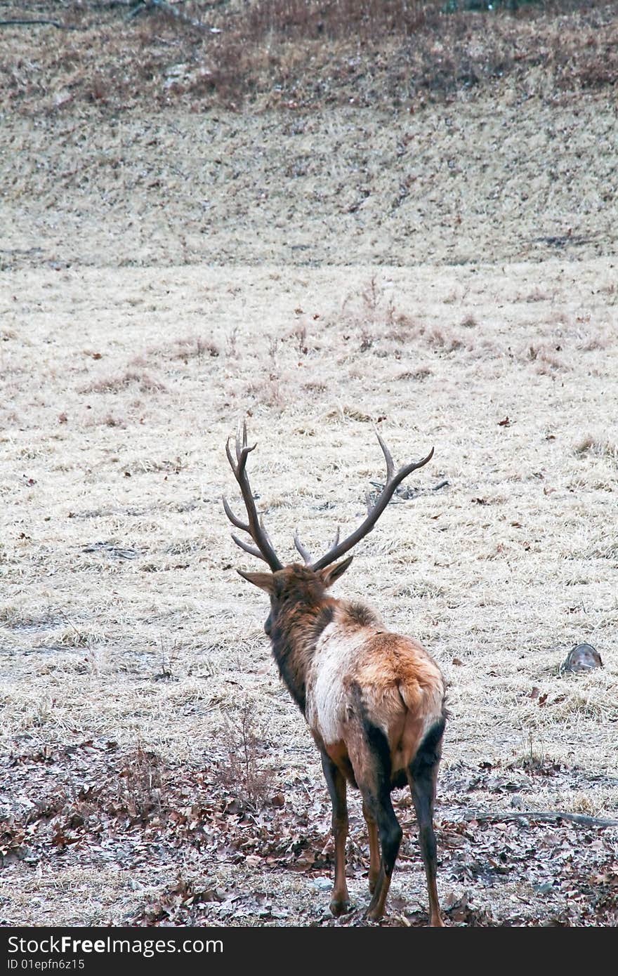 Bull elk