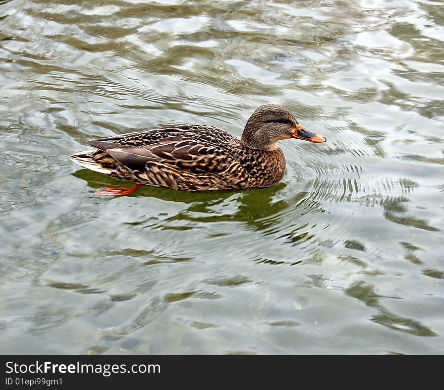 Wild duck swimming on water,birds waterfowl