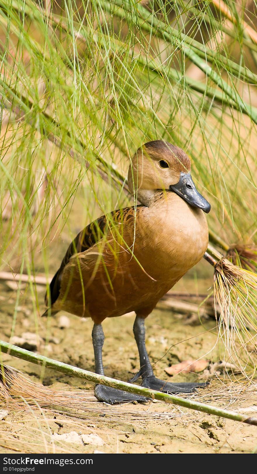 Duck Hiding in Reeds