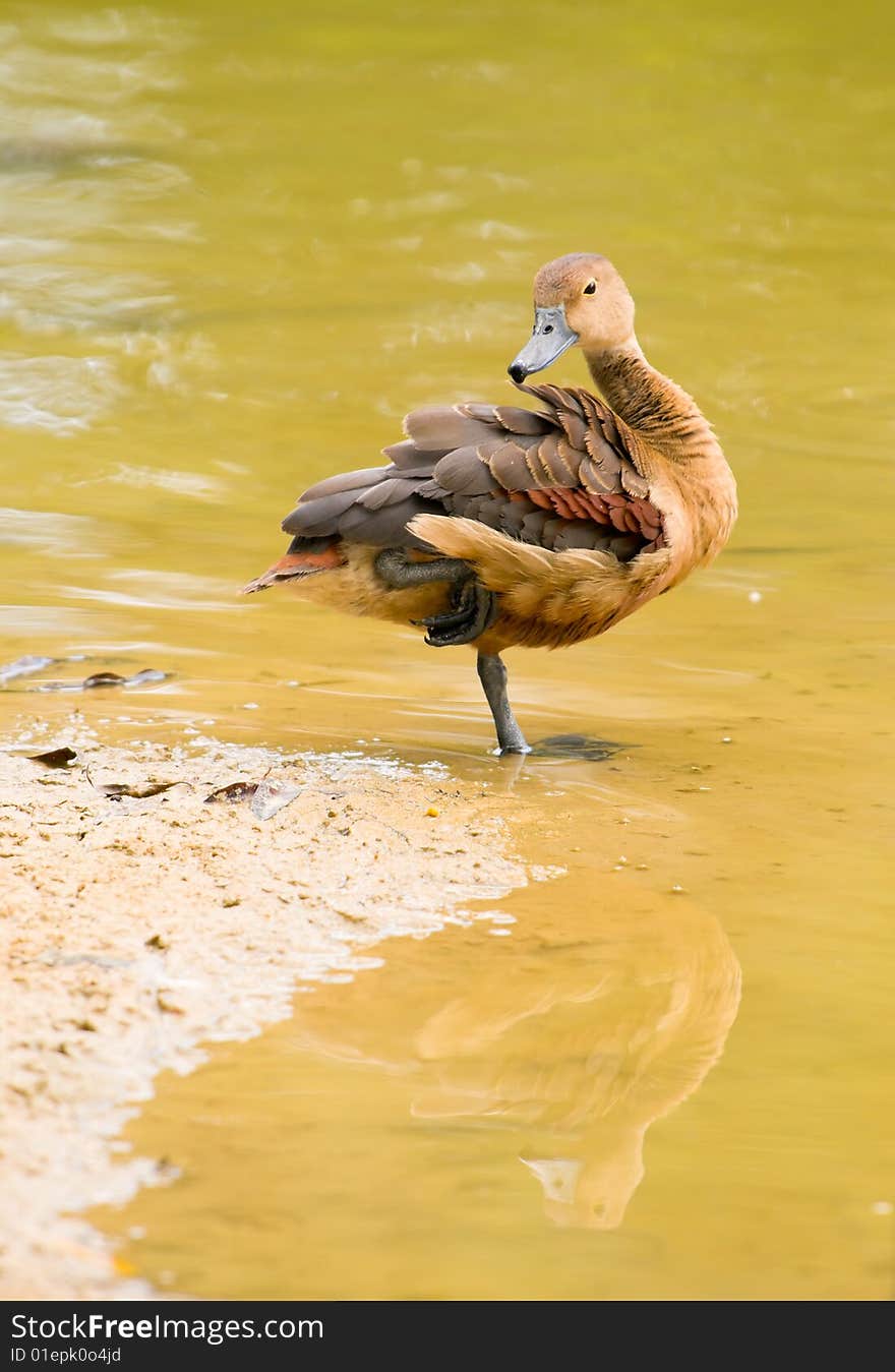 Duck Preening at Water s Edge