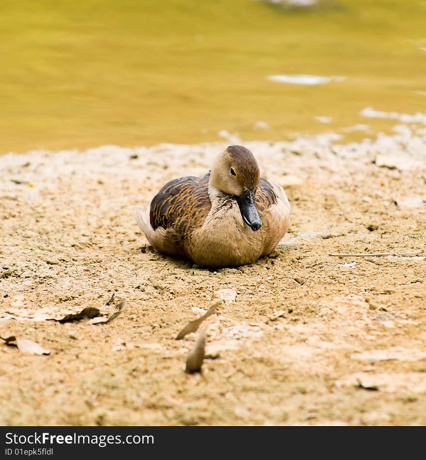 The proverbial sitting duck sitting and asleep on the dried mud flats of a marshy pond. The proverbial sitting duck sitting and asleep on the dried mud flats of a marshy pond