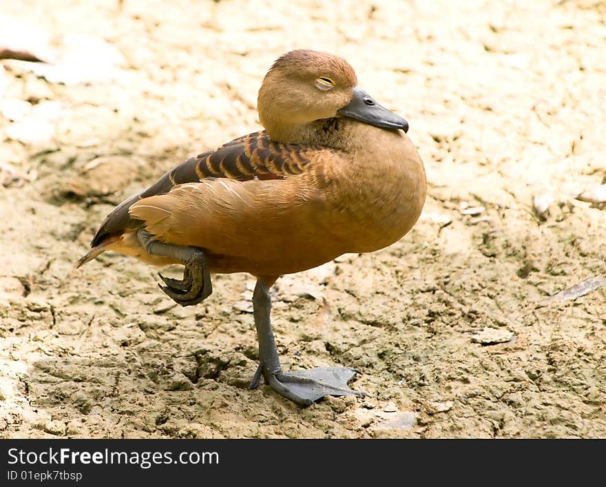 Duck asleep on one web feet in the shade on the dried mud flats of a marshy pond. Duck asleep on one web feet in the shade on the dried mud flats of a marshy pond