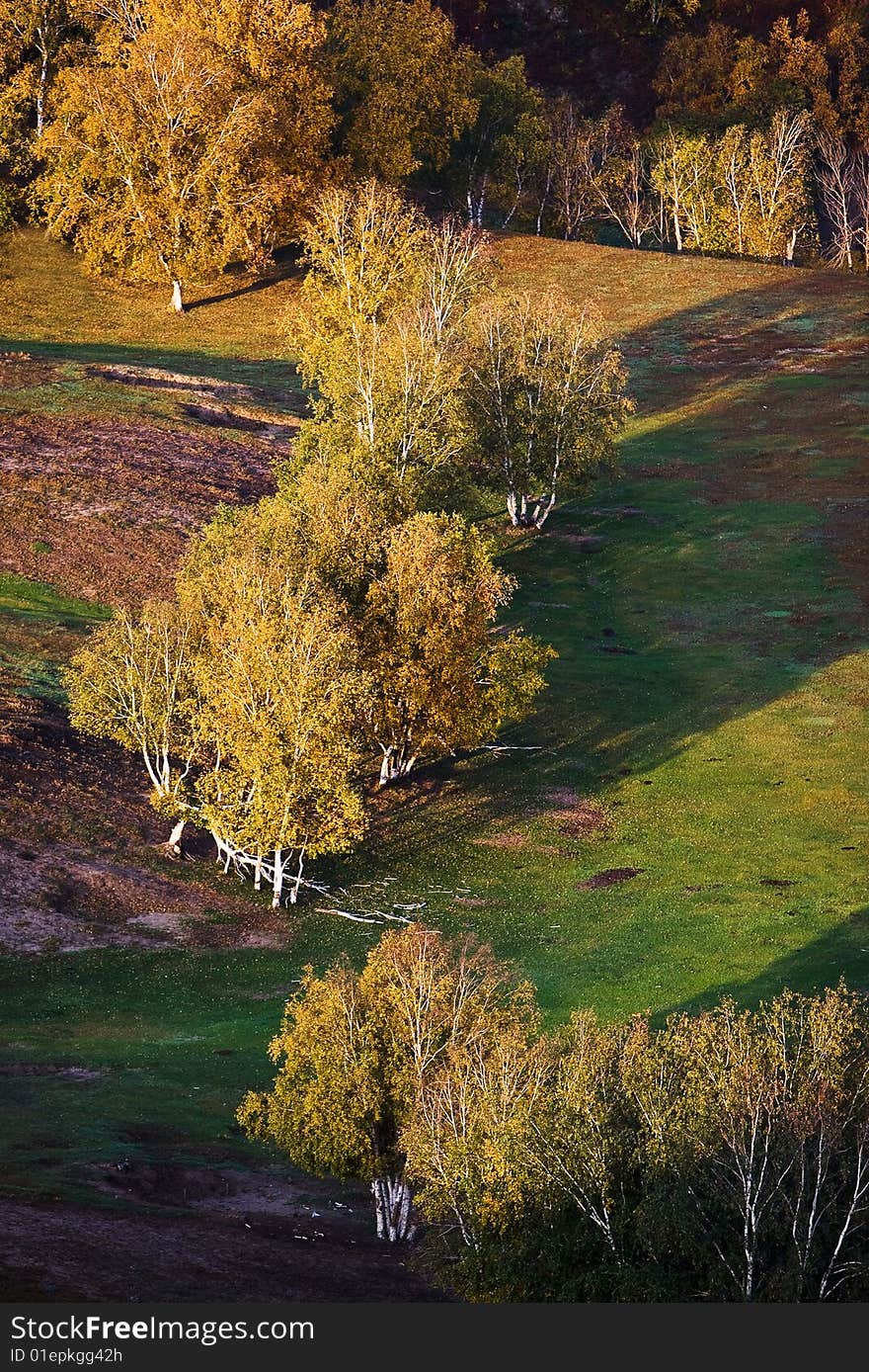 An image of autumn tree on a hill. autumn theme. An image of autumn tree on a hill. autumn theme