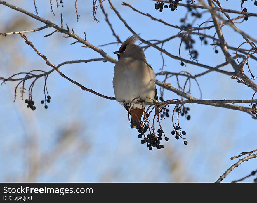 This cedar waxwing is feeding in a choke cherry tree. he is one of many.