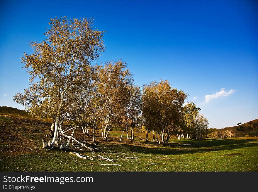 Autumn Landscape