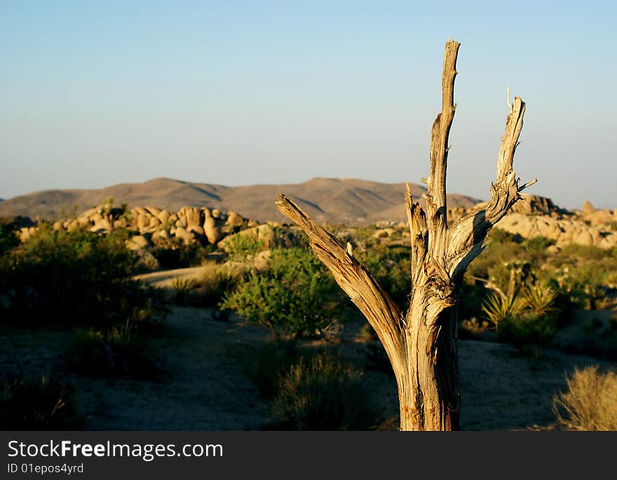 Dead Joshua tree in the California Desert. Joshua Tree National Park. Dead Joshua tree in the California Desert. Joshua Tree National Park.