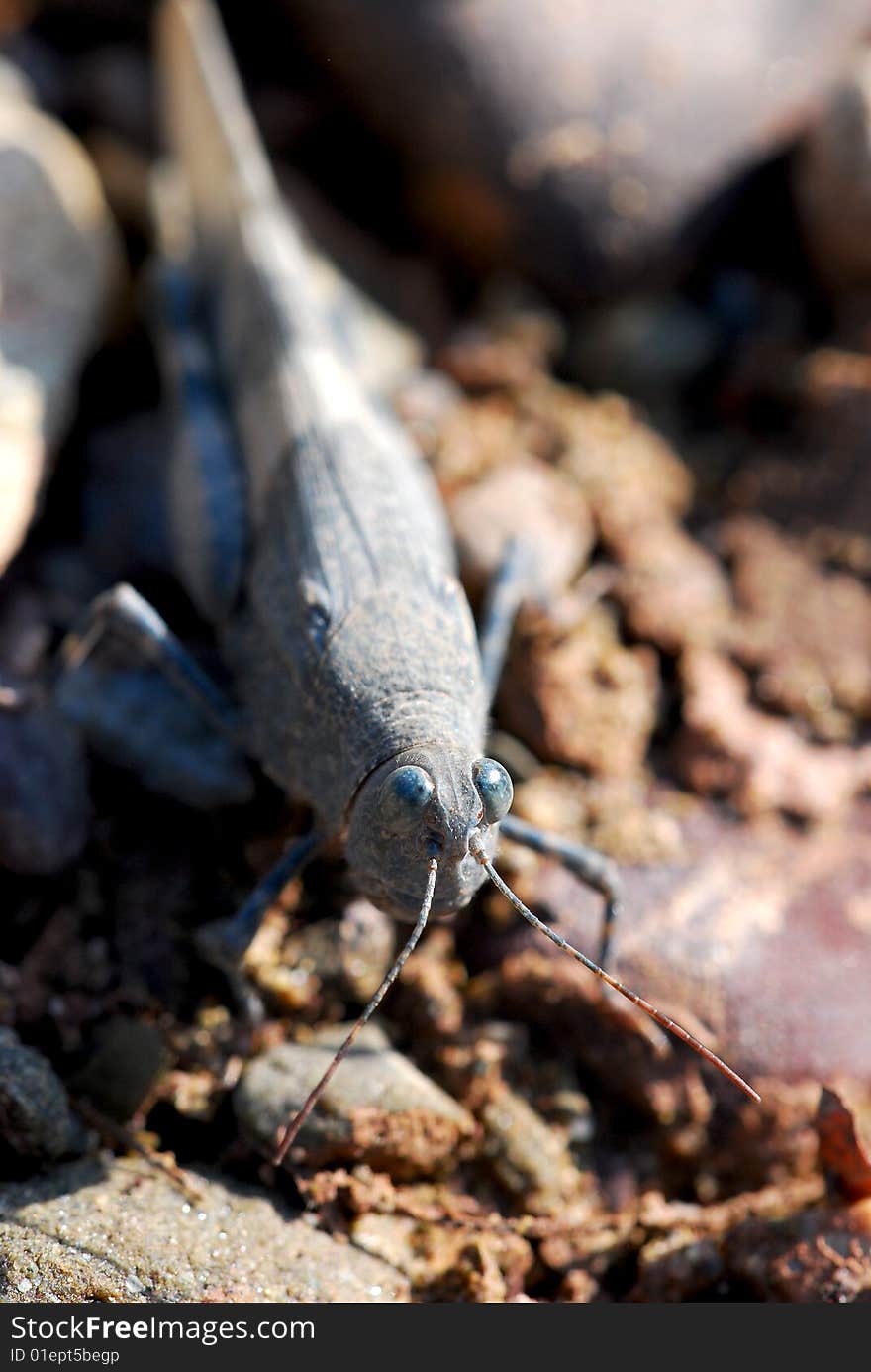 Stone grasshopper