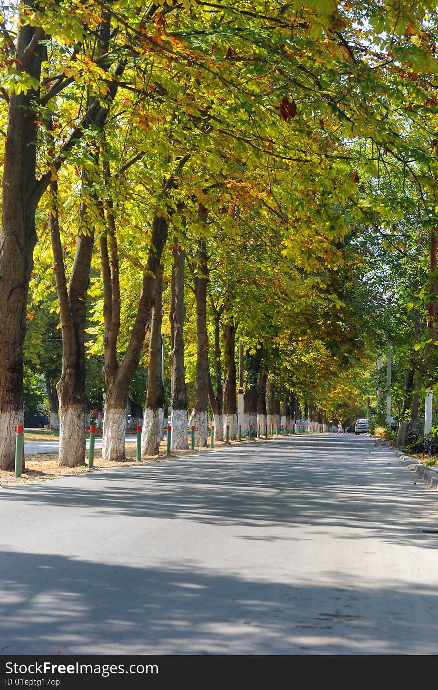 Tree avenue watching the road