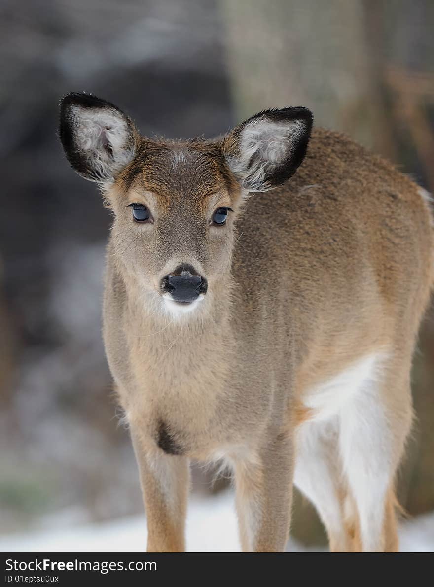 3/4 shot of whitetail doe in natural enviroment. 3/4 shot of whitetail doe in natural enviroment.