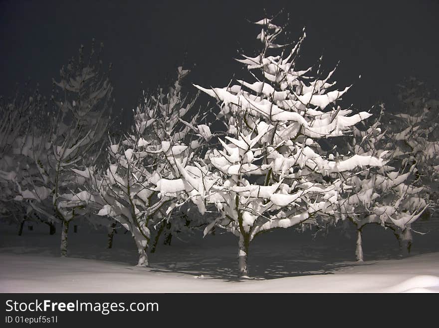 Fresh fruit trees in snowy cold winter night. Fresh fruit trees in snowy cold winter night.