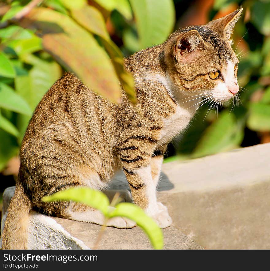 Wild cat sitting on the roof.