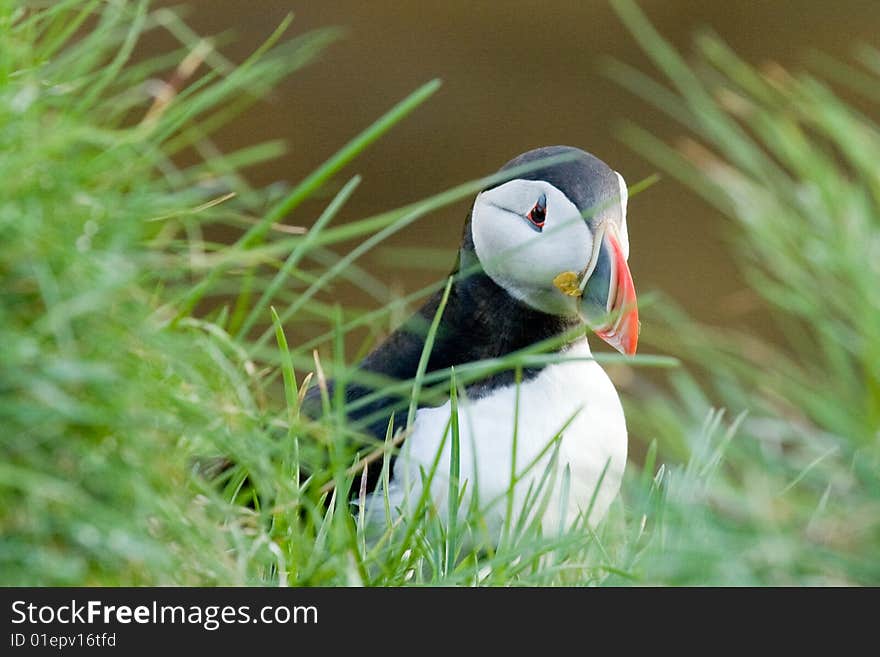 Puffin