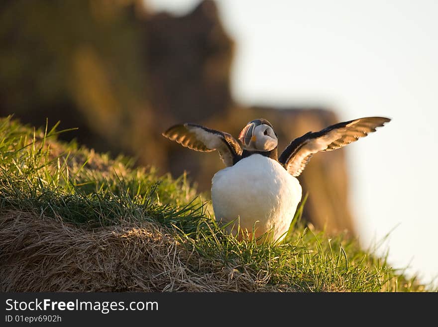 Puffin