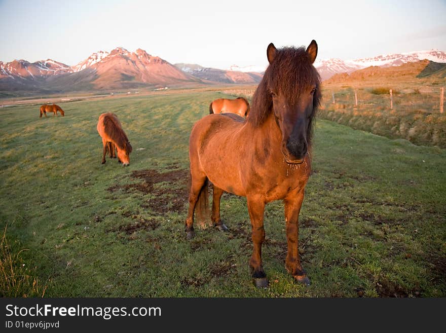 Icelandic horses