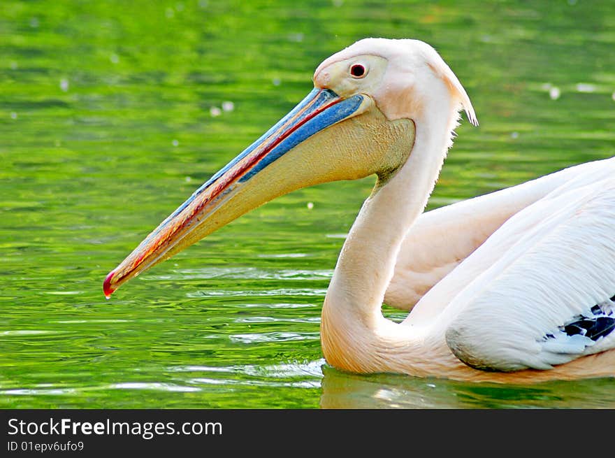 Pelican