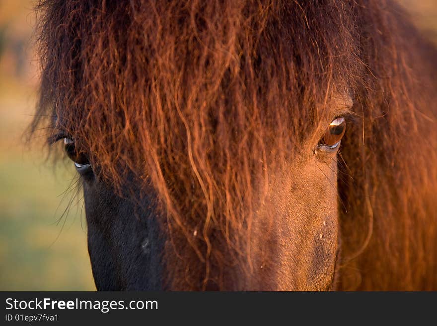 The Iceland horse, or even Icelanders, is one of Iceland-born, versatile and robust breed. The Iceland horse, or even Icelanders, is one of Iceland-born, versatile and robust breed.