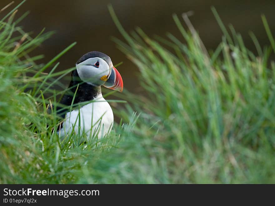 Puffin