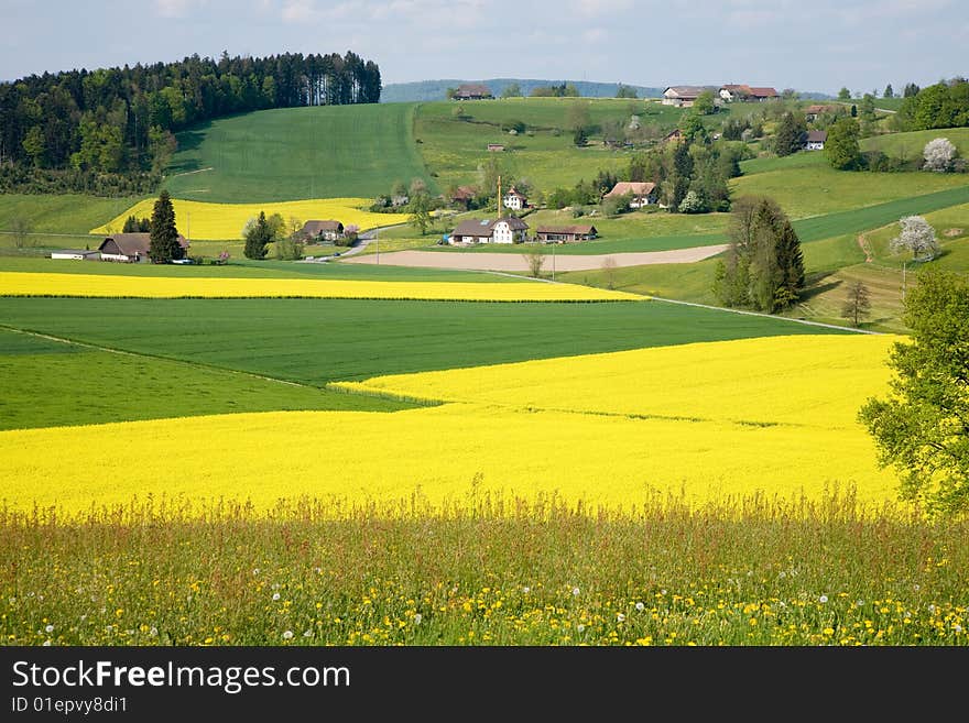 Rape fields and farms with meadows. Rape fields and farms with meadows.