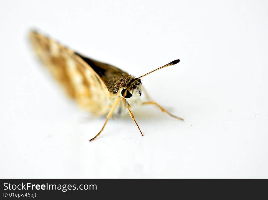 Butterfly isolated on white background. Butterfly isolated on white background.