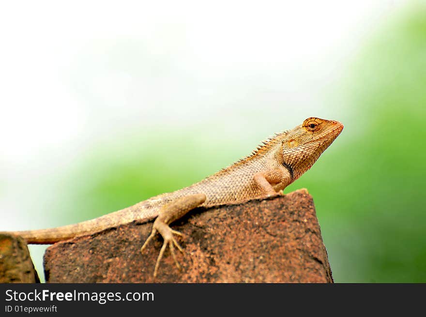 Chameleon sitting on the red brick.