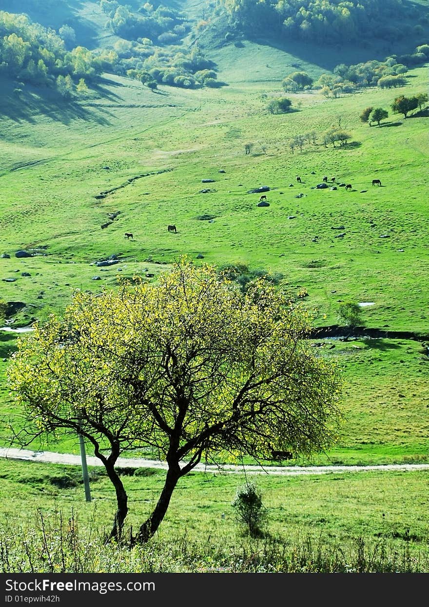 Trees, green pastures in China's Shaanxi