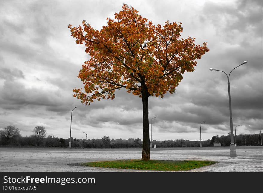 Autumn landscape, tree against the black-and-white area with lampposts. Autumn landscape, tree against the black-and-white area with lampposts.