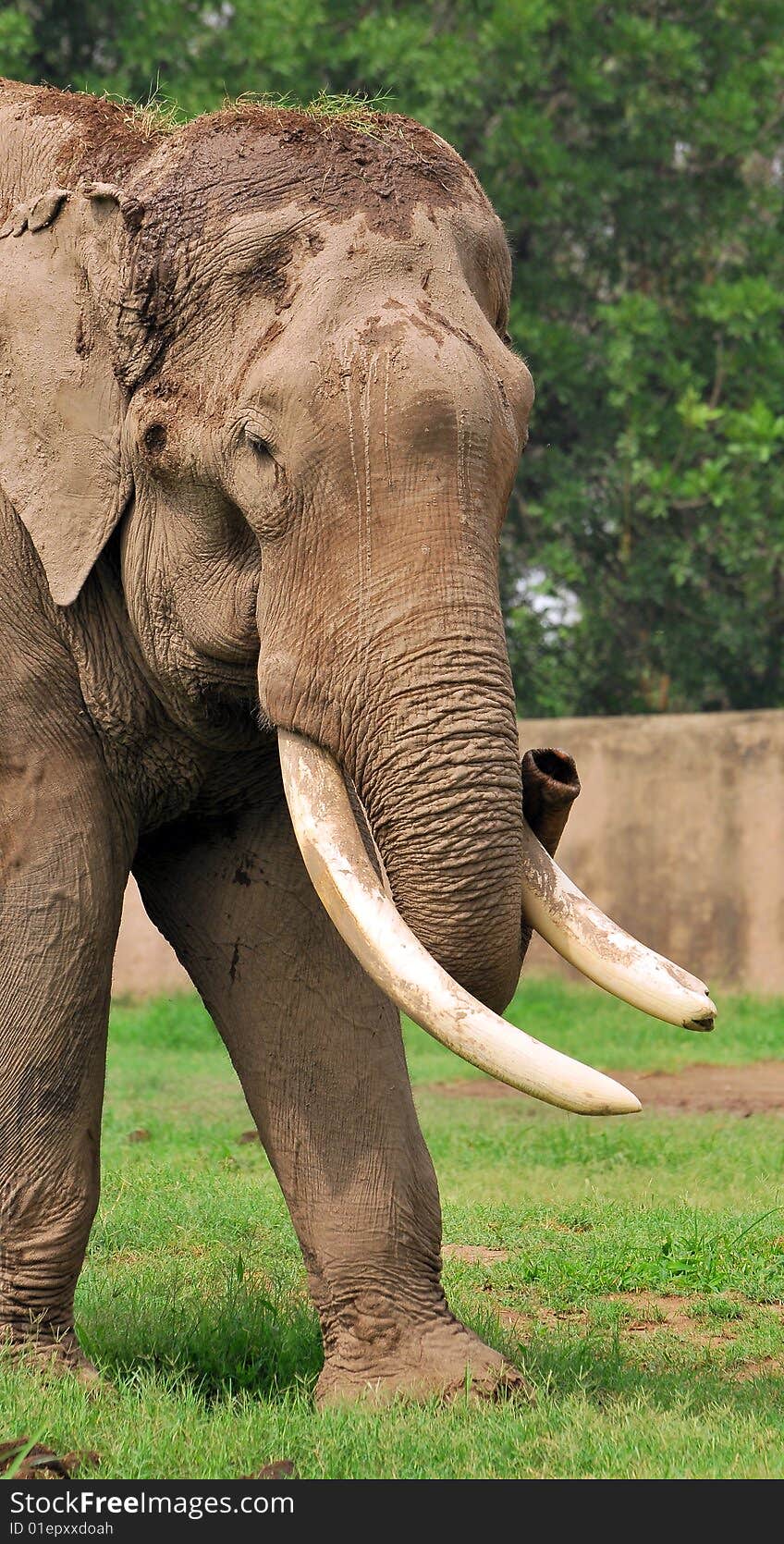 Asian elephant looking great in wild.