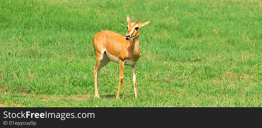 Chinkara deer looking great in green grass.