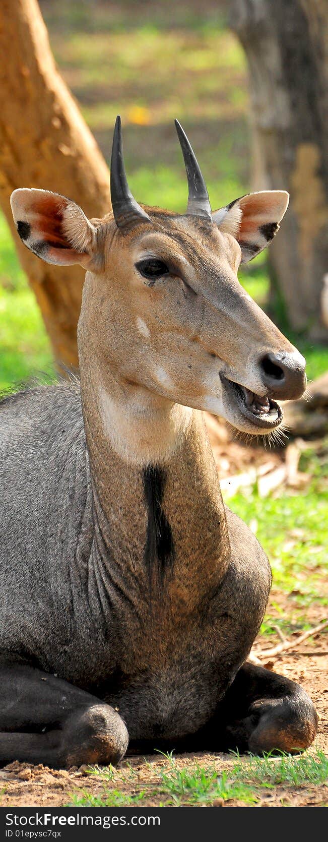 Chinkara deer