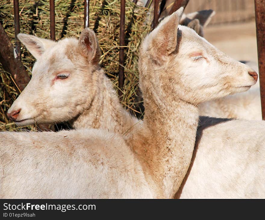 Close up of two cute deers, with large ears, brown eyes and hairy ears