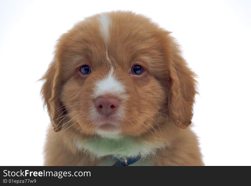 Nova Scotia Duck Toller Puppy