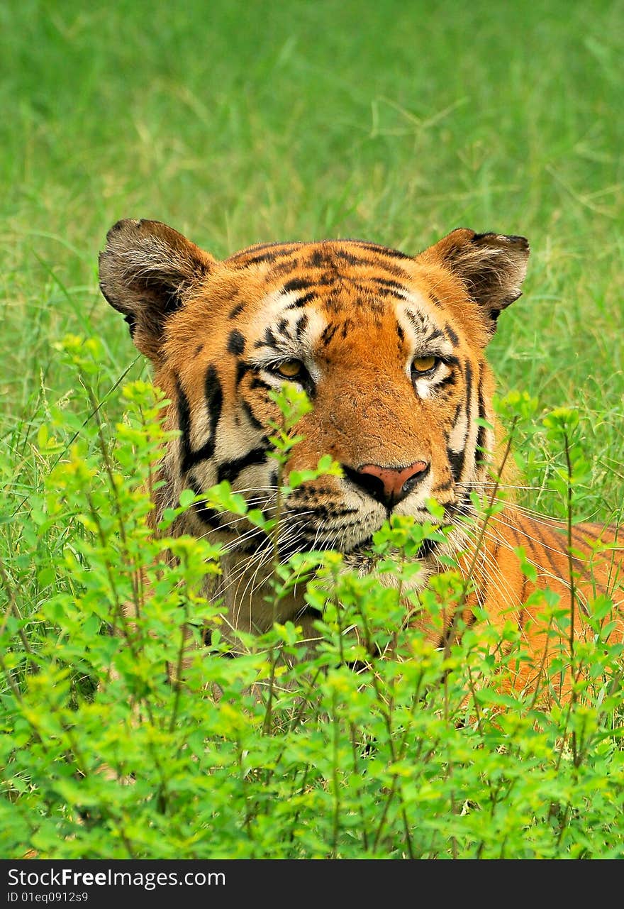 Tiger standing in green grass.