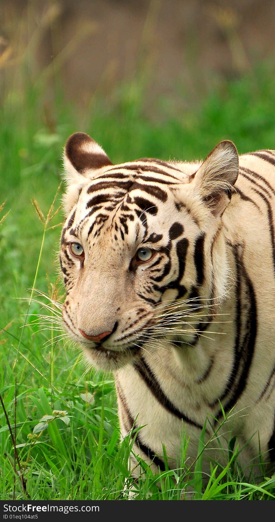 Tiger standing in green grass.