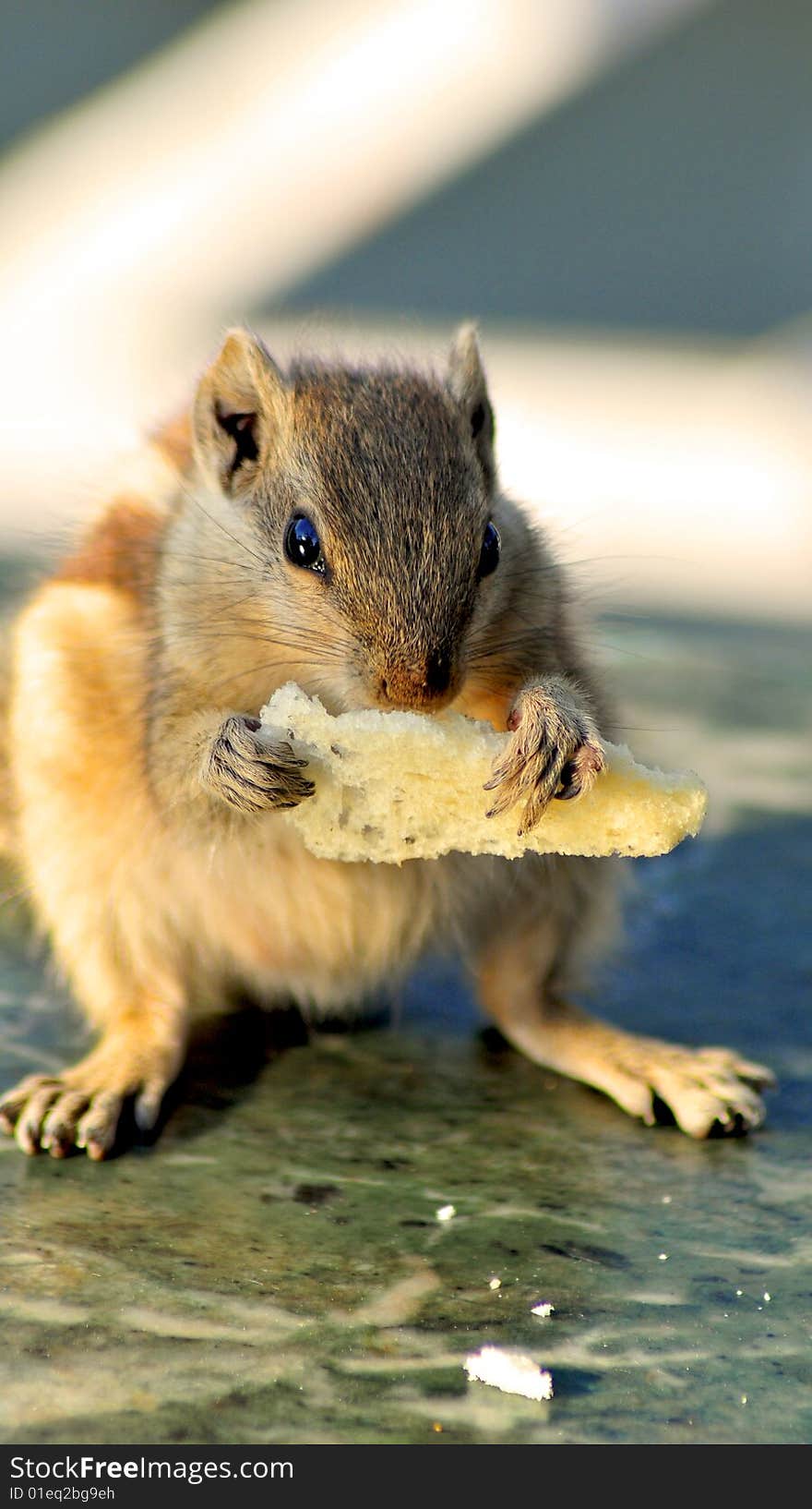 Squirrel eating a piece of bread.