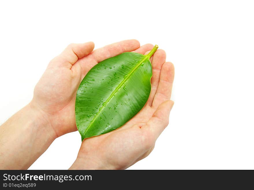 Leaf In Hands