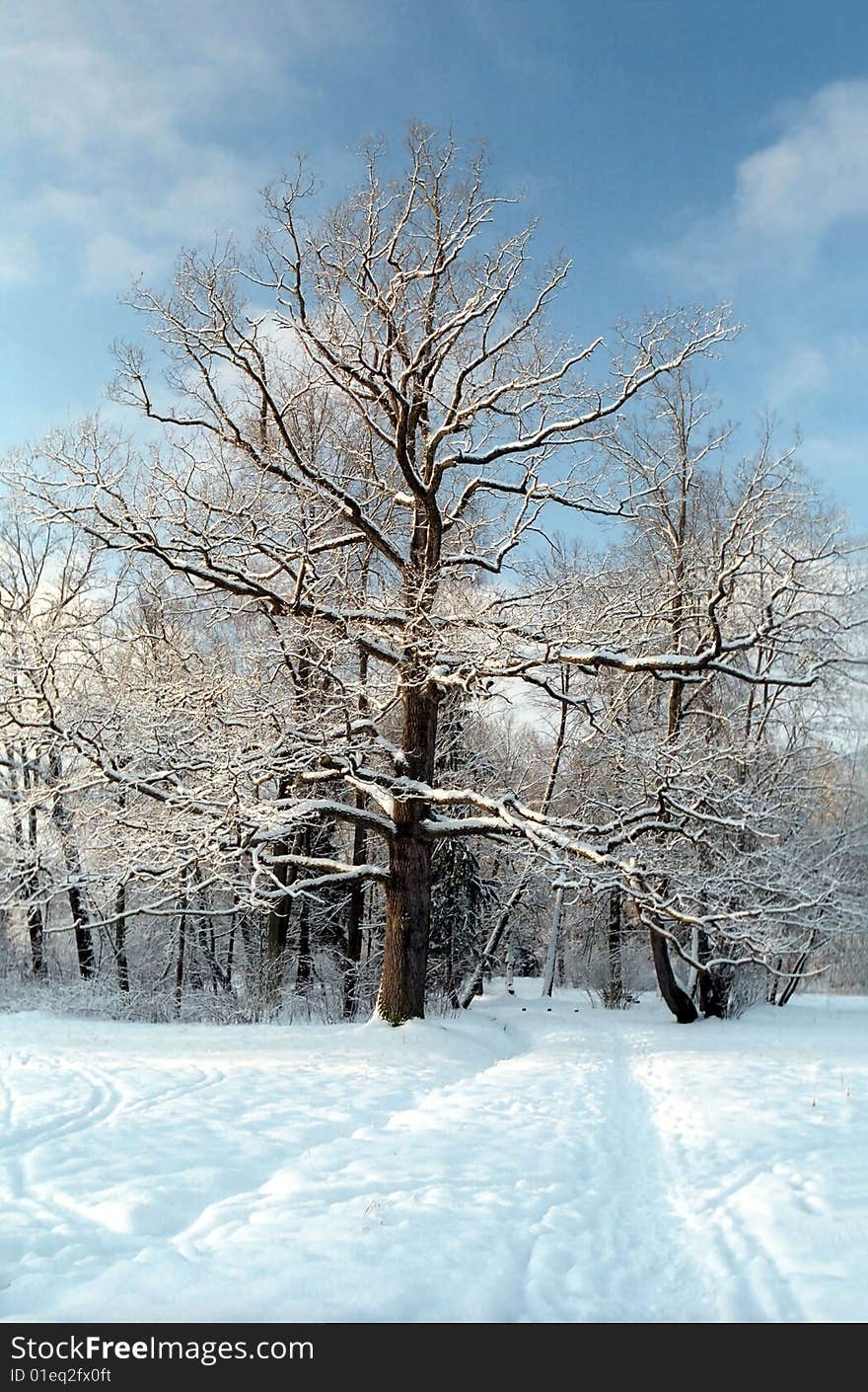 Oak Tree In Winter