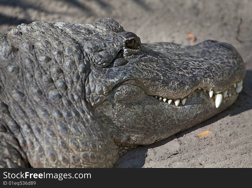 Alligator or Crocodile relaxing on a nice warm day. Alligator or Crocodile relaxing on a nice warm day